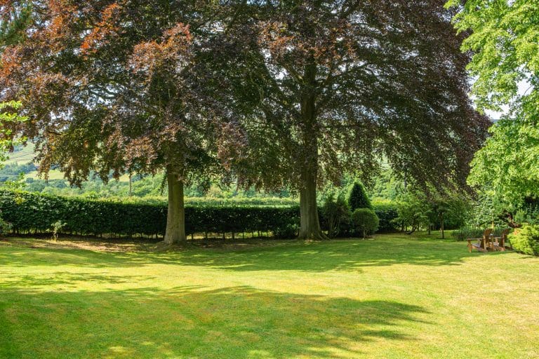 Beautiful garden with large trees and well-maintained lawn in North York Moors.