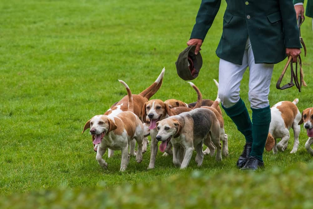 July events in Yorkshire - Great Yorkshire Show