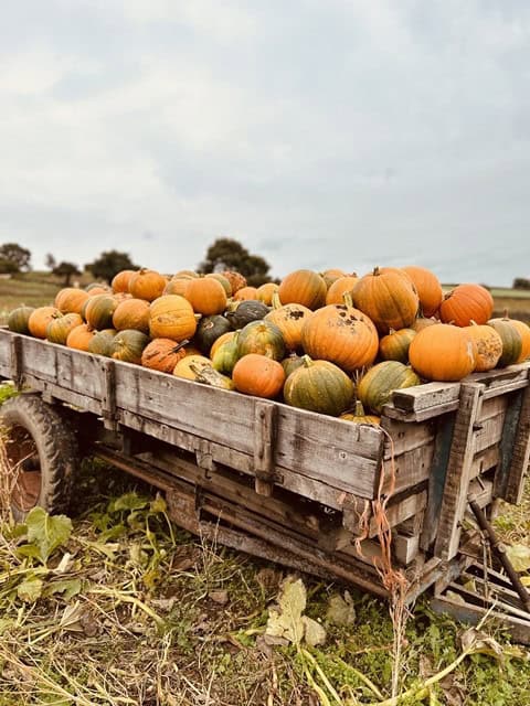 Pumpkin Picking Harrogate